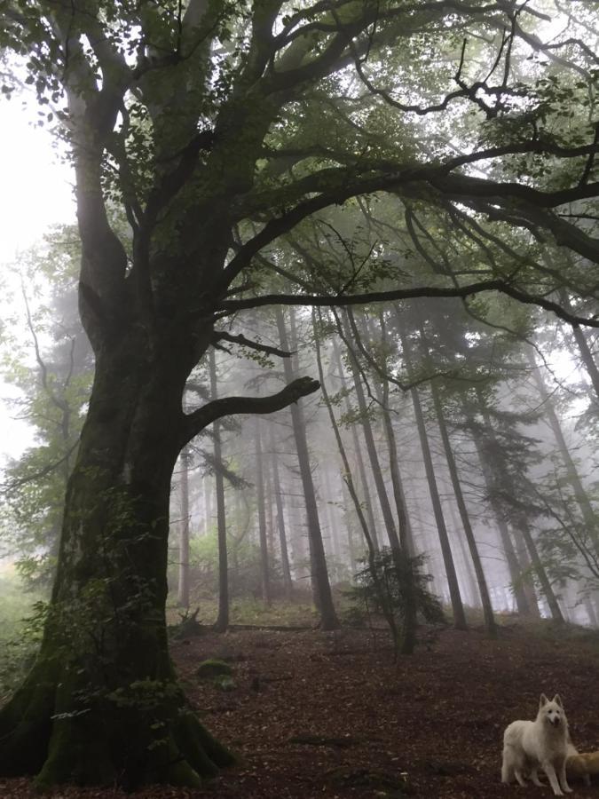 Les Perruchons Ancienne Grange Renovee Avec Soin Villa Ozolles Bagian luar foto